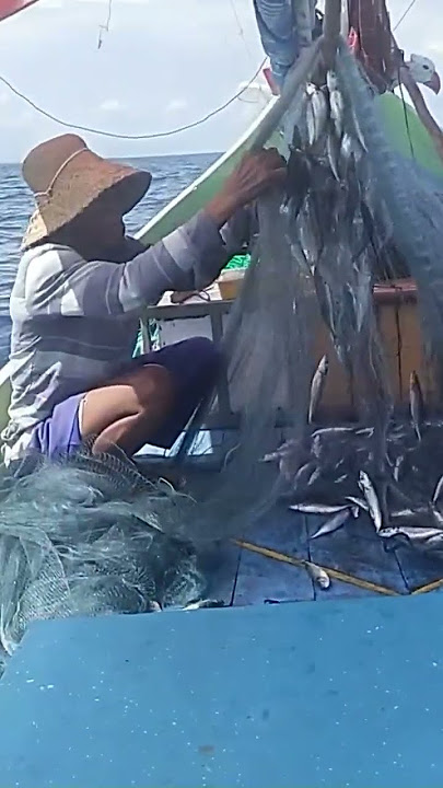 panen ikan pindang