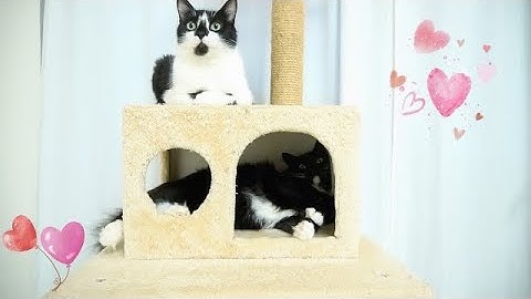 Uni & Nami love to play on the cat tower