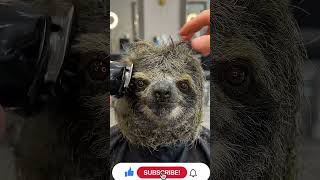 Sloth Gets a Human Haircut! ✂️ | Satisfying Transformation | The Pet Parlor