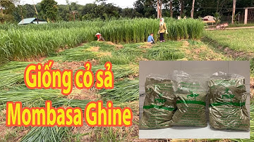Giống cỏ sả Mombasa Ghine - Cỏ sả lá lớn‎