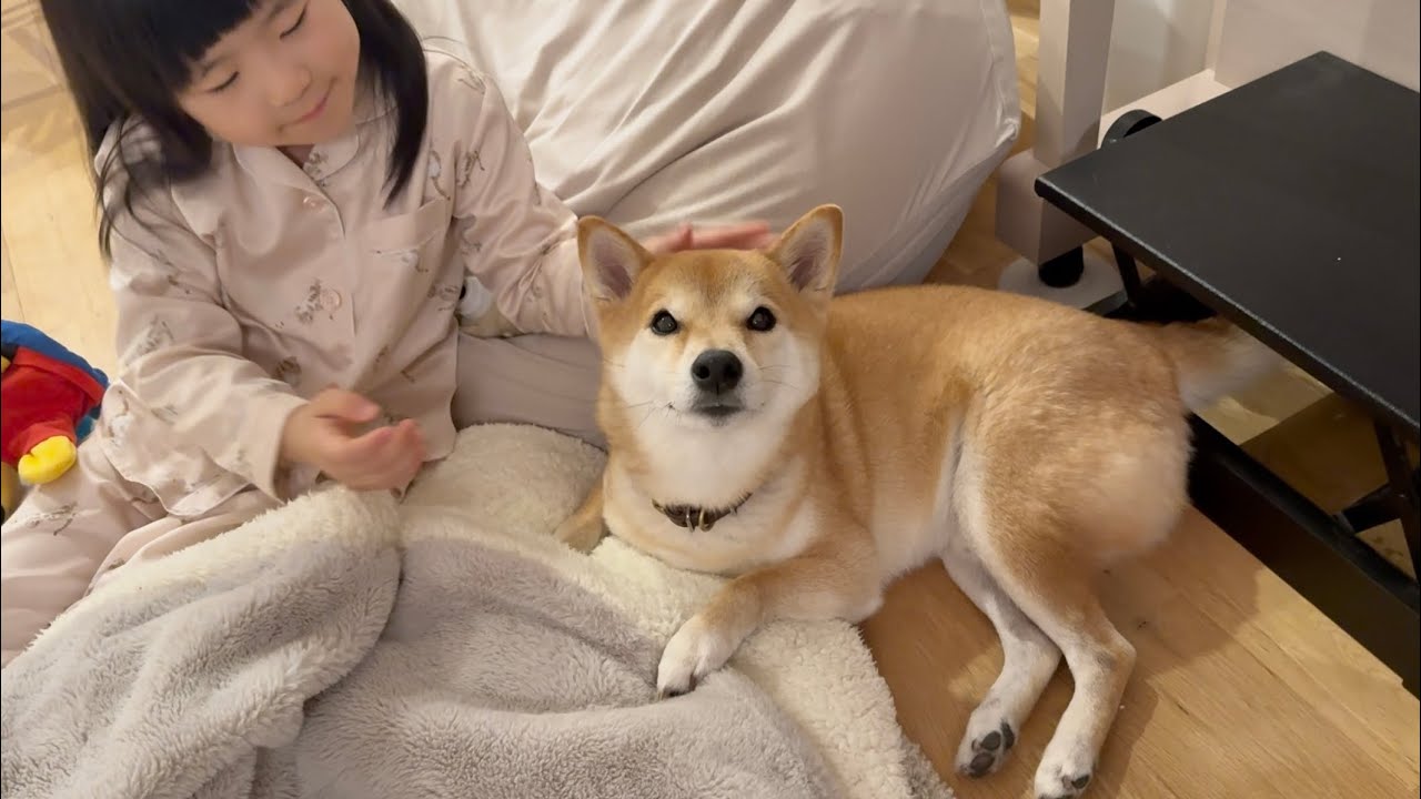 The girl who was babysat by a Shiba Inu grew up to be a kind big