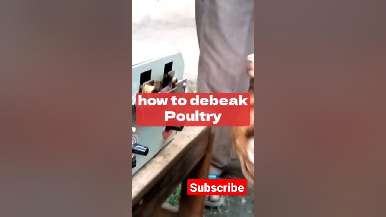 debeaking-in-poultry-youtube