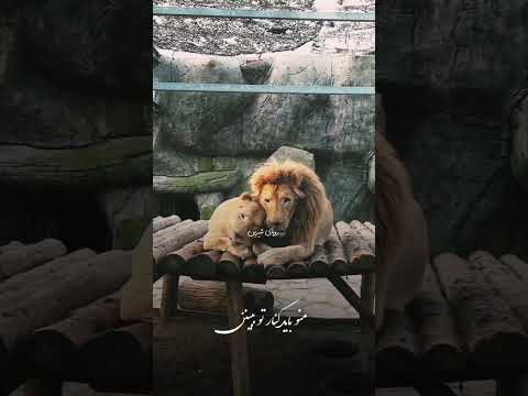 توباشی ترس تنهایی ندارم