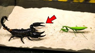 कीड़े मकोड़ो की सबसे खतरनाक लड़ाईयाँ जो कैमरे में कैद हो गयीं!TOP 5 INSECTS FIGHTS CAUGHT ON CAMERA