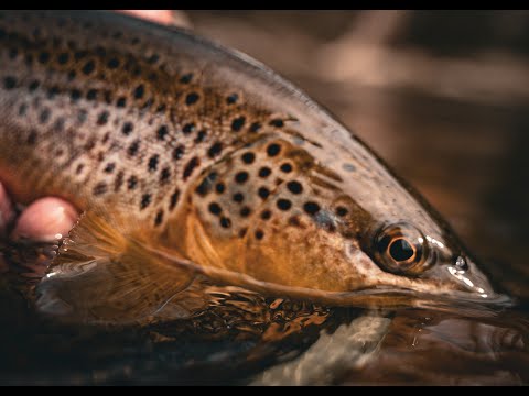 Favorite Mono Rig for Jig Streamer and Ultra Light Nymph Rigs