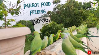 Ring Neck Parrot Food Feeding Day36 / #பச்சைக்கிளி / #parrot #coimbatore / #birds