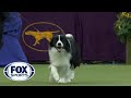 Flick the Border Collie wins the Herding Group | WESTMINSTER DOG SHOW (2018) | FOX SPORTS