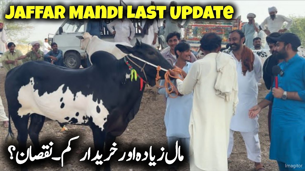 Jaffar Mandi last update 2025 - Live Bargaining - Mandi gir gai ? Qurbani 2025 - Fatehjang bull 2025