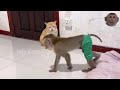 Claver monkey teasing innocent cat monkey vs cat monkey cat funny animals