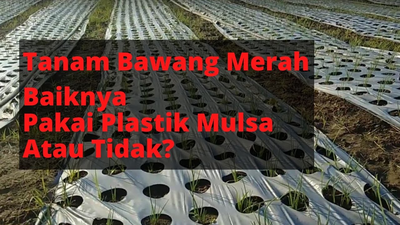 Tanam Bawang Merah Sebaiknya Pakai Mulsa Plastik Atau Tidak? 