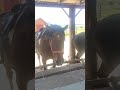 сайбертрак чи кінь?