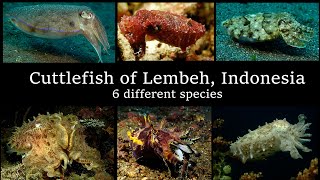 Cuttlefish of Lembeh, Indonesia (Flamboyant, Broadclub, Crinoid, Golden, Needle, Dwarf)