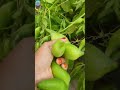 My  vegetable  garden  |  Chinese potol 🫒🍐 harvesting  in my garden