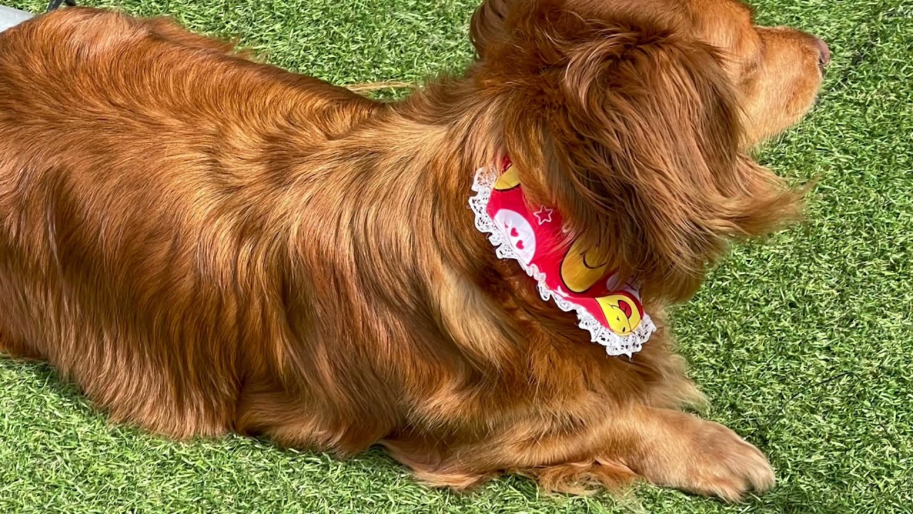 Happy dog 2021幓6ę26ę„ - YouTube