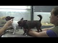 ВЯЗКА ЧИХУАХУА или очередная жена Патрика! / mating dogs