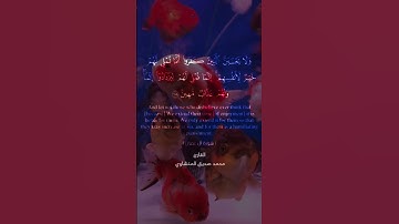 سورة آل عمران آيه ١٧٨ #العراق #القرآن_الكريم #حالات_واتس #لايك #اكسبلور #تيك_توك #المنشاوي #السعودية