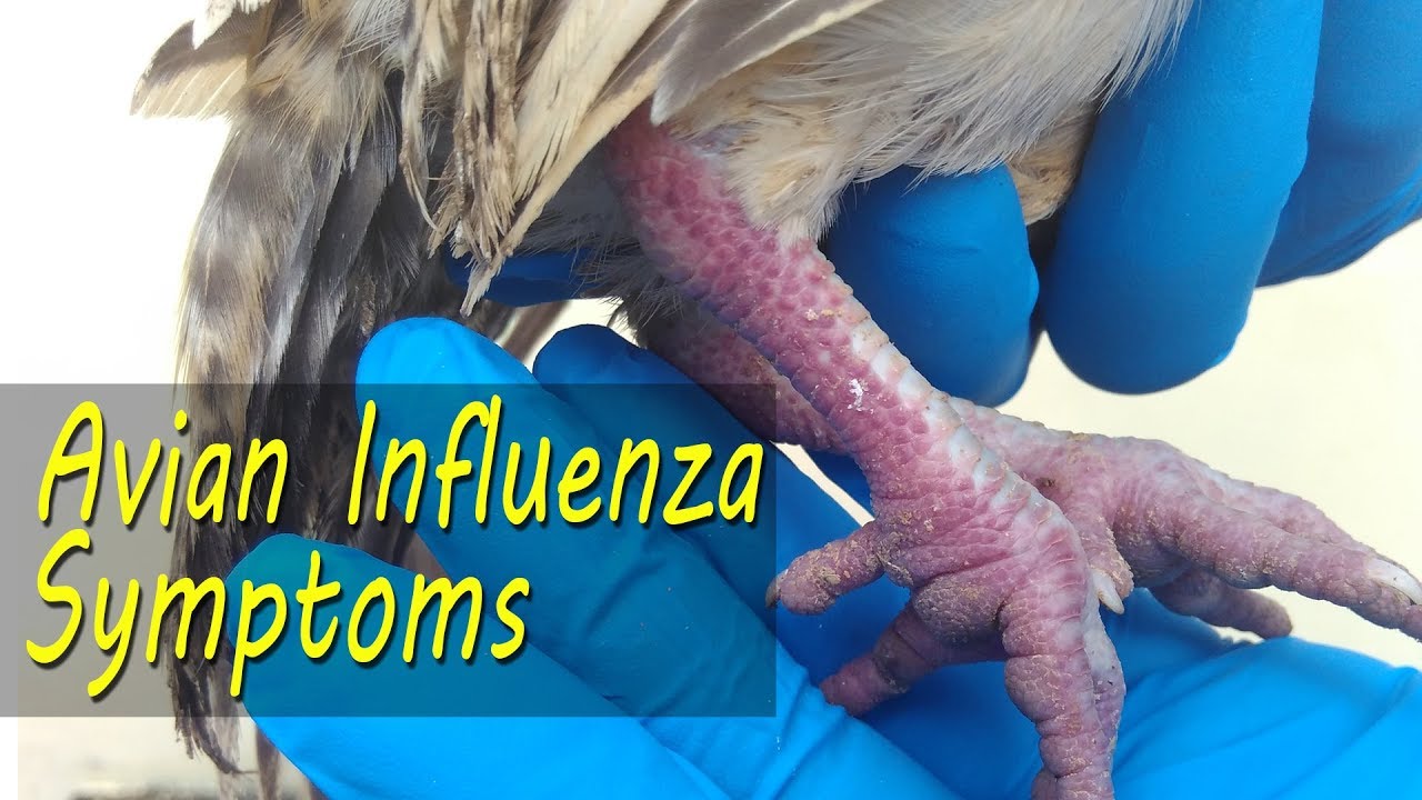 AVIAN FLU Clinical Signs, Bird flu symptoms in backyard chicken