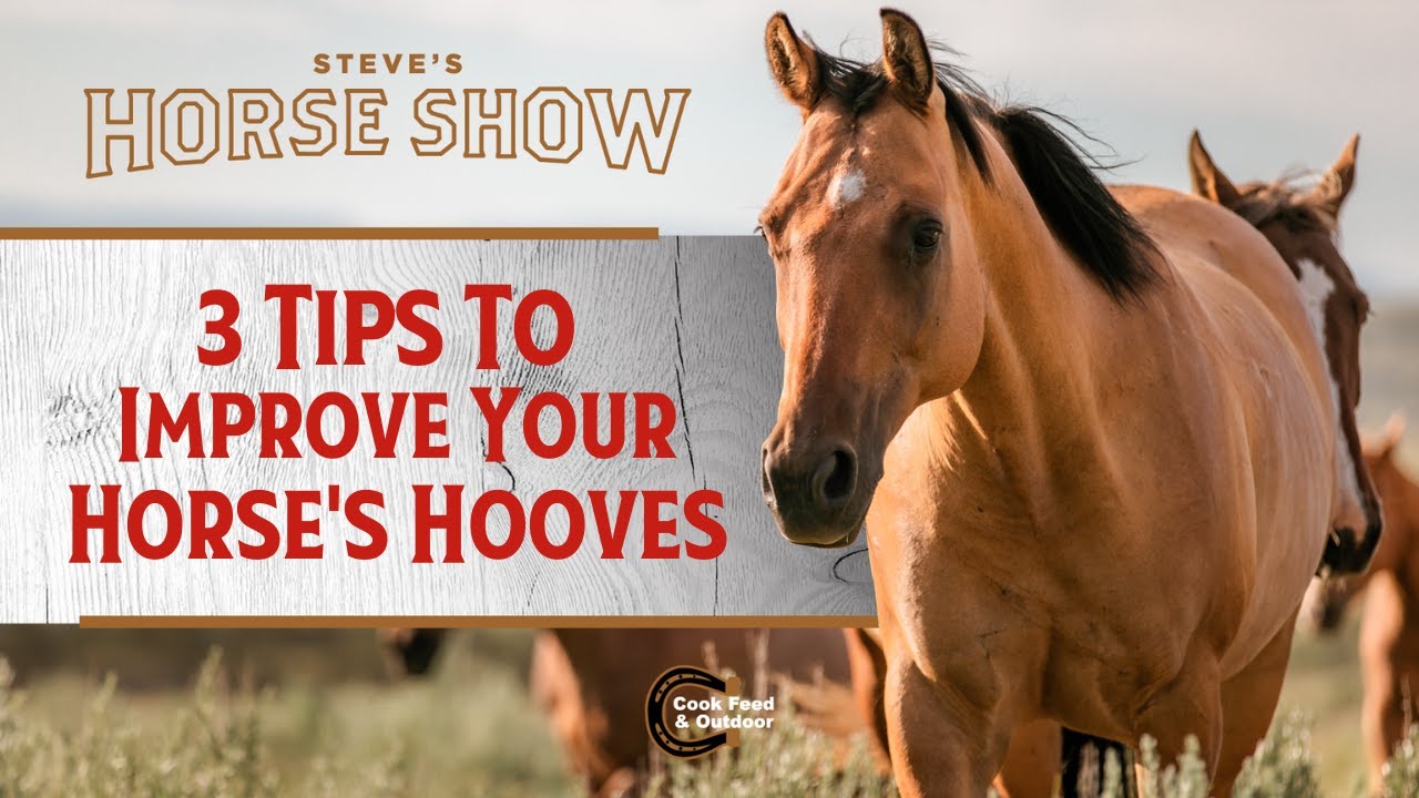 3 Tips to Improve Your Horse's Hooves
