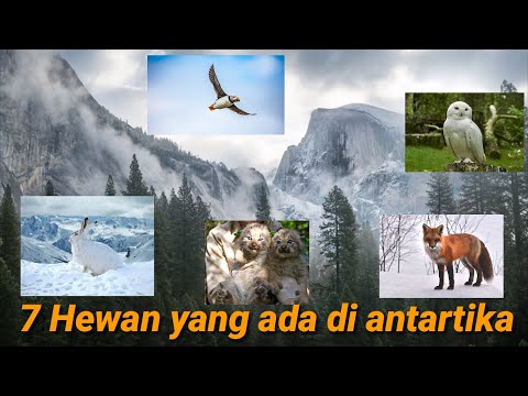 7 hewan yang hidup di Antartika (kutub Selatan)