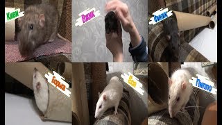 Крысиное обозрение №3 + видео от подписчицы! (декоративные крысы) Крысиное обозрение №3 + видео от подписчицы! (декоративные крысы)