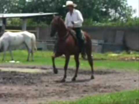 MARCOS ARIAS ARRENDADOR DE CABALLOS