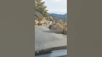 صوت النسر Shorts نسر 