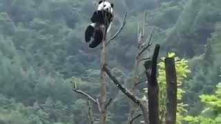 Панда Весит На Дереве