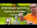 Embriología y Teoría de Canales en Medicina China (Jing Luo) : Parte 13