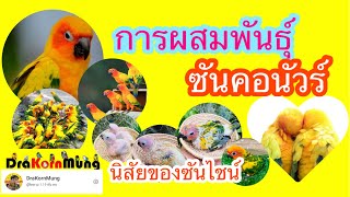 สาระความรู้จาก DraKornMung Ep.07 การผสมพันธุ์ซันคอนัวร์ นิสัยของเจ้าซันไชน์