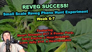 Reveg Pheno Hunt Experiment Heart Stomper #17 X Power Purp Week 6-7 ep3