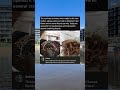 Family discovered dead lizards were flavoring their rice for years #Cursed