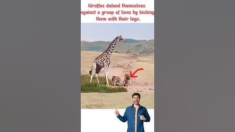 Hươu cao cổ chạm trán bầy sư tử