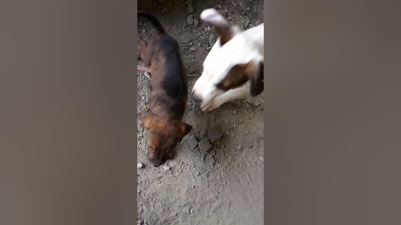 Peleas de perros pitbull YouTube