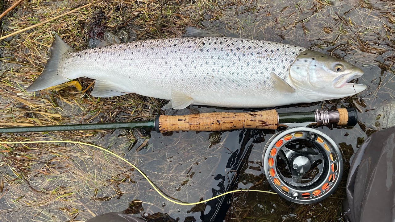 Flugfiske efter havsöring i Stockholms skärgård -spräcker nollan med två blänkare
