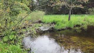Spring walk in the woods 5-10-24
