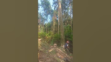 Felling　on a cliff edge cedar upward