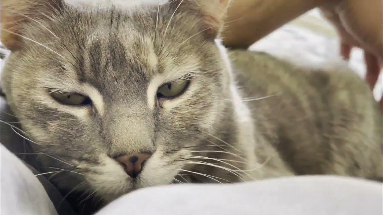 Ever cat. Эвер клин наполнитель комкующийся. Ever cat. Ever clean пробник. Ever cat.