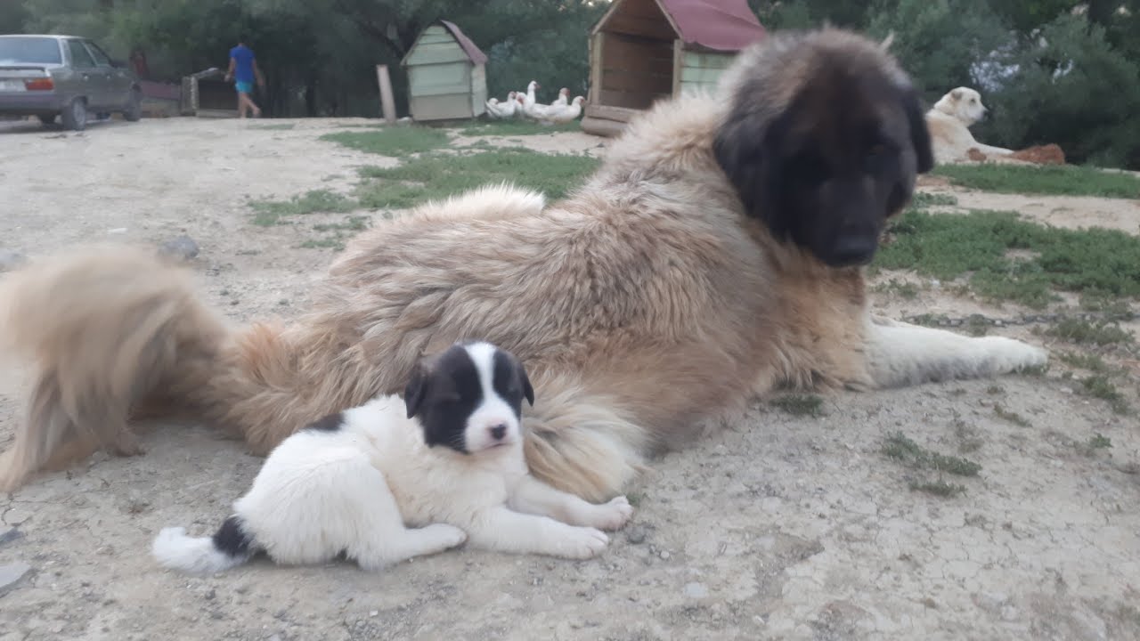 Karadeniz dağ köpeği yavruları kuyruk sarmaya başladı ayaklandılar her