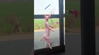 Pink Cat