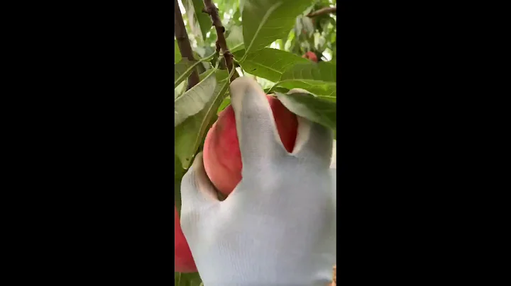 apple farm at japan..video of my friend thaddeus zak