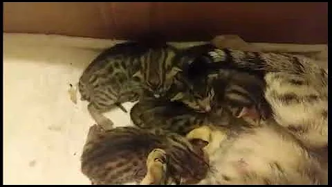 Video 1011971: f5 savannah kitten, savannah kittens born, kittens litter, f4