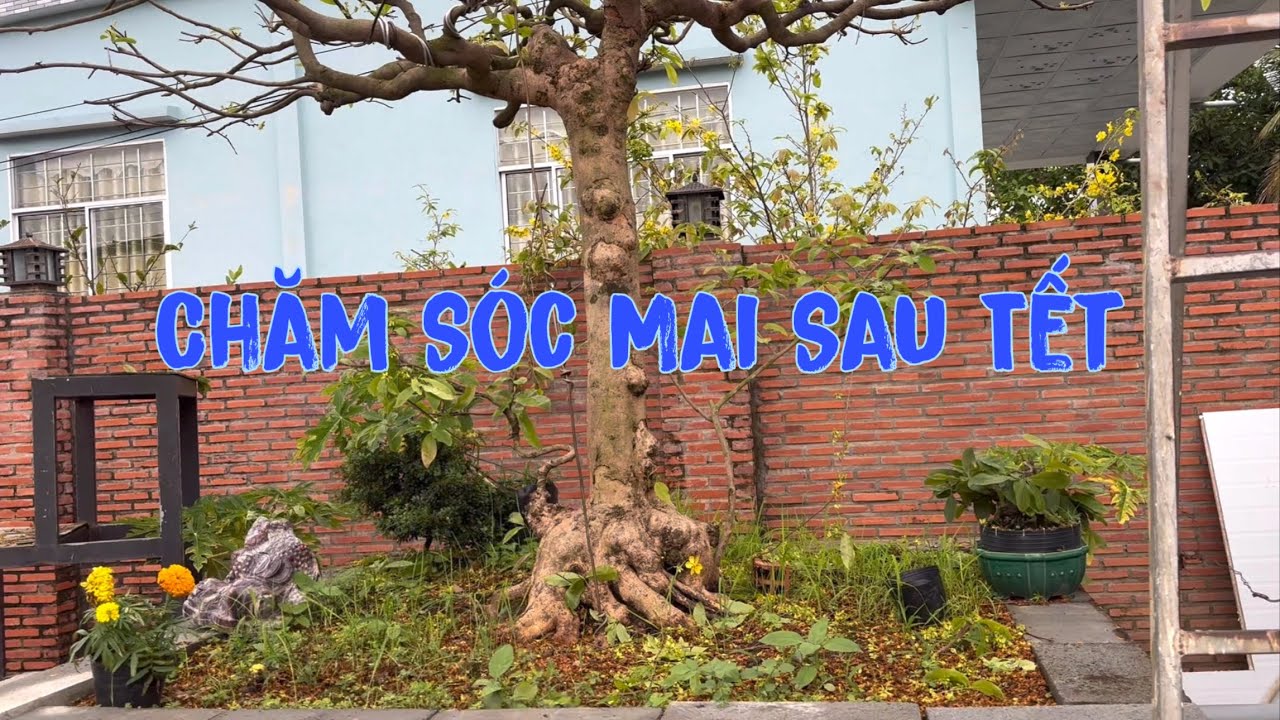 Những góp ý dưỡng mai đầu năm 