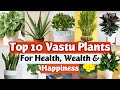 Top 10 Lucky Plants for Home | Vastu Plants | Best Indoor Plants | Lucky Plants for Home