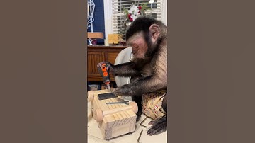 Capuchin Monkey Is Hard at Work || ViralHog