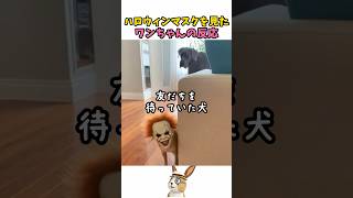ハロウィンマスクを見たワンちゃんの反応