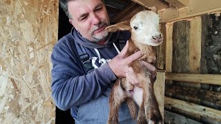 PROBLEME CU O OIȚĂ 🐑 POARTĂ LA ADĂPOST 🐑SUPORT PENTRU SARE🐑