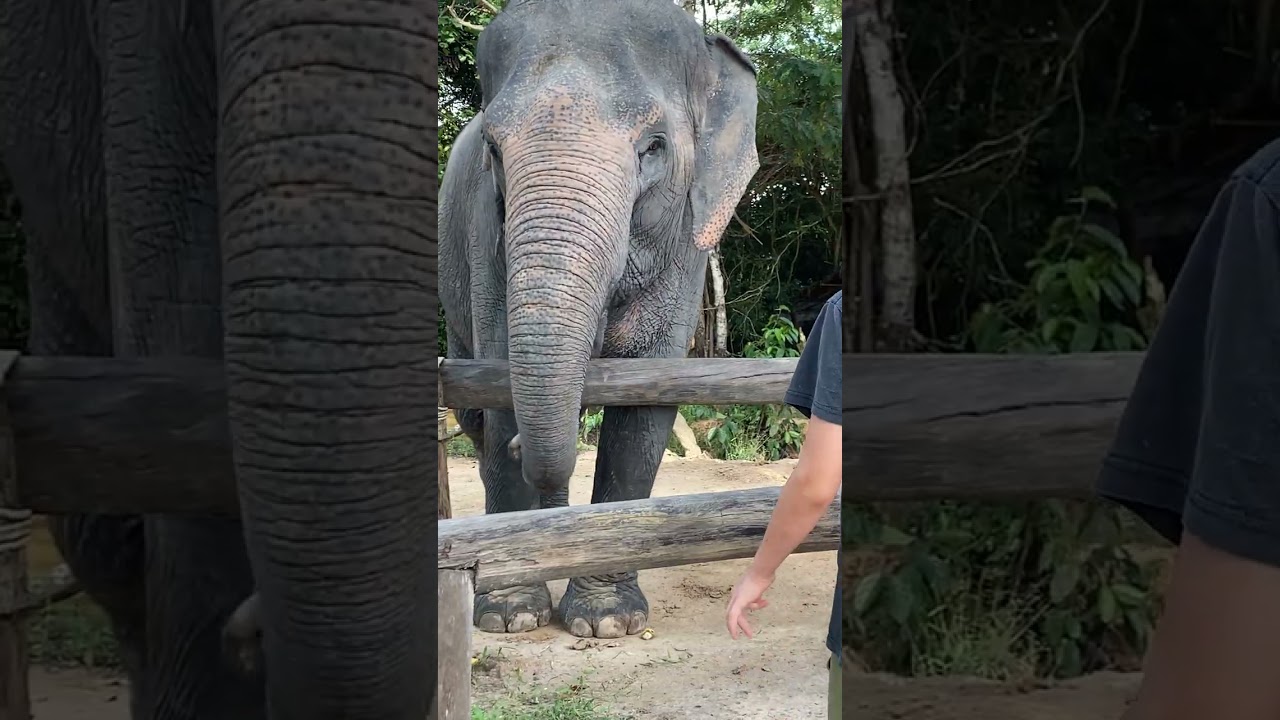 Elephant Next Step | Rescued Giants Take Their First Steps to Freedom