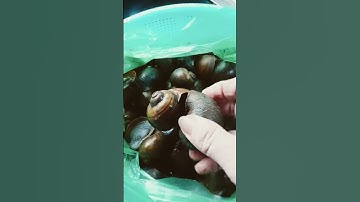 món ốc xào nước cốt dừa dành cho ngày mai em mời cả nhà thân yêu ❤❤ngày mai qua nhà gio sương ăn ốc