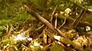 Historical Browns Mill