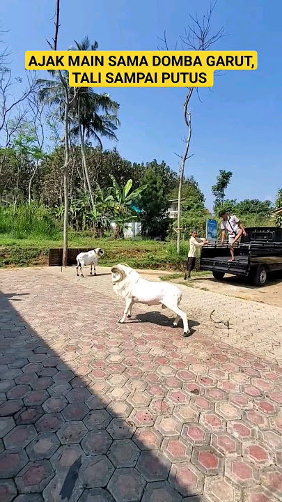 DOMBA GARUT GAHAR #domba #shortvideo #dombagarut #fyp #fypシ゚ #shorts #short #qurban #jualdomba